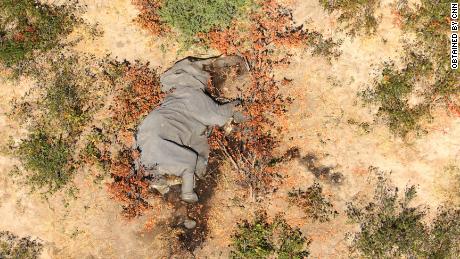 Afbeeldingen verkregen door CNN laten veel van de olifanten zien liggen "plat op hun gezicht."