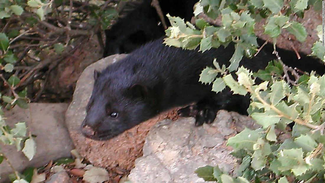 Almost 100,000 mink on the farm are to be culled after 78 out of 90 animals tested -- equivalent to 87% of the sample -- tested positive for coronavirus.