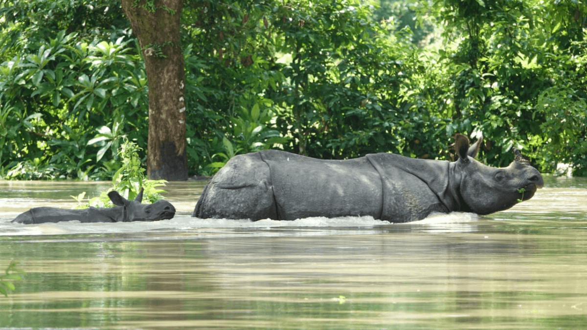 Tot dusver zijn 116 dieren omgekomen in het overstroomde Kaziranga-park, 143 gered