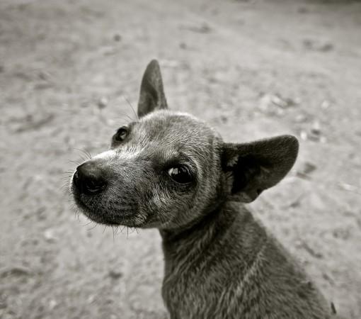 Zwerfhonden