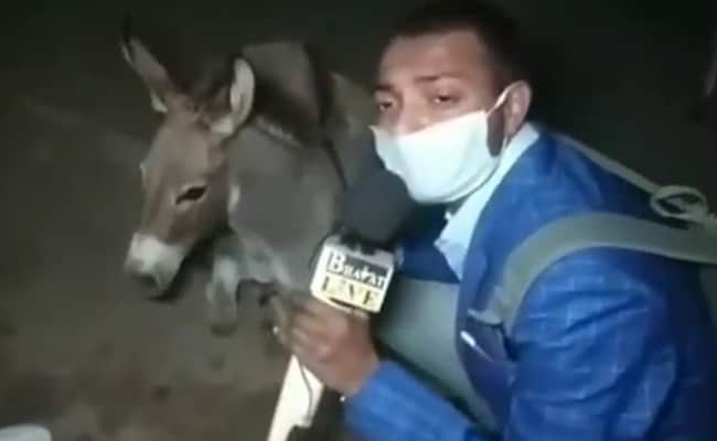 Journalist interviewt ezels om het belang van het dragen van maskers naar huis te drijven