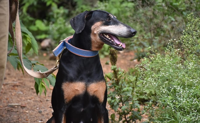 Karnataka Police Sniffer Dog Tunga rent 12 km om beschuldigde moord op te sporen