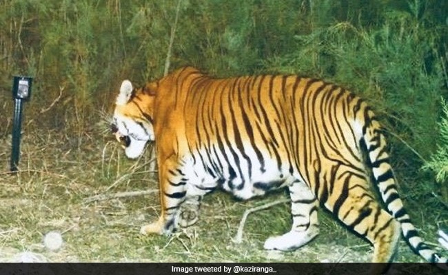 Na 15 jaar toont Camera Trap het succesvol fokken van tijgers