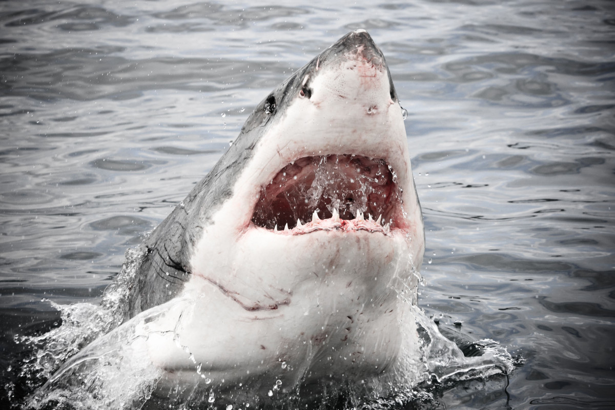 Vrouw gedood bij schijnbare haaienaanval tijdens zwemmen in Maine
