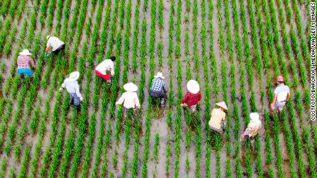 Landarbeiders halen op 8 juli onkruid uit de rijstvelden in Taizhou, in de provincie Jiangsu, China.